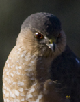 Sharp Shinned Hawk 1004